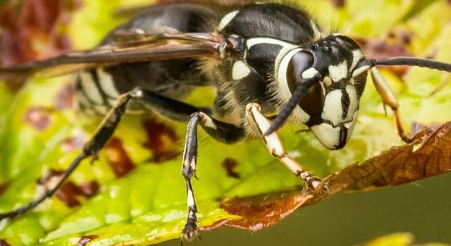 white-tailed hornet sting
