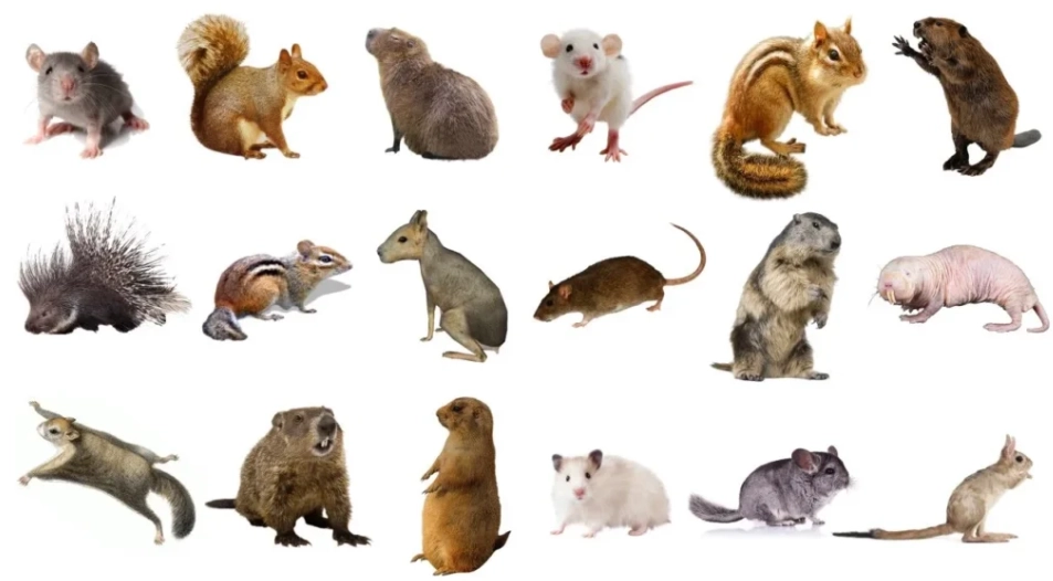 types of rodents
