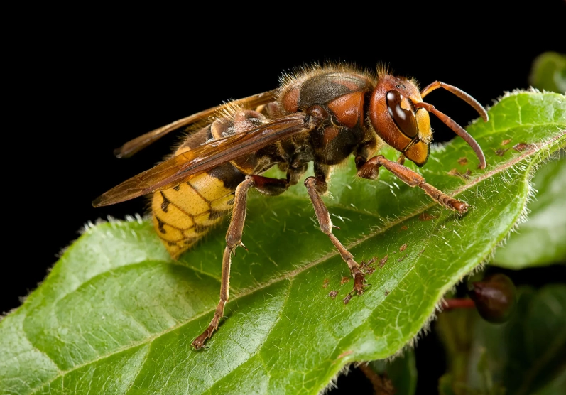 European Hornet Guide: Identification, Risks, and Safe Control