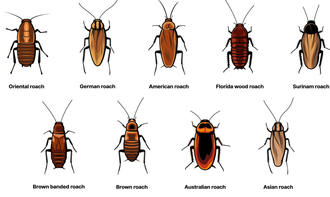 types of cockroaches