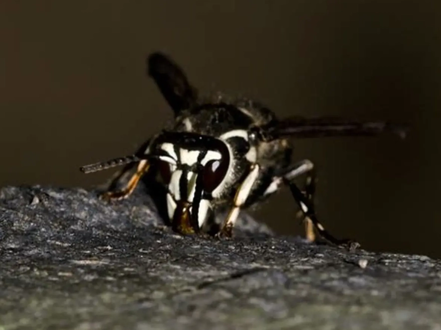 white-tailed hornet sting