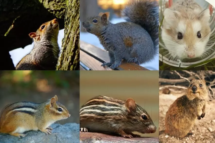 types of rodents