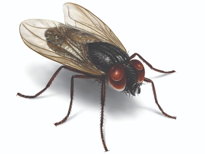 house fly identification house fly identification