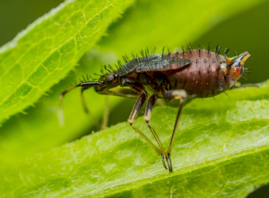 are springtails harmful
