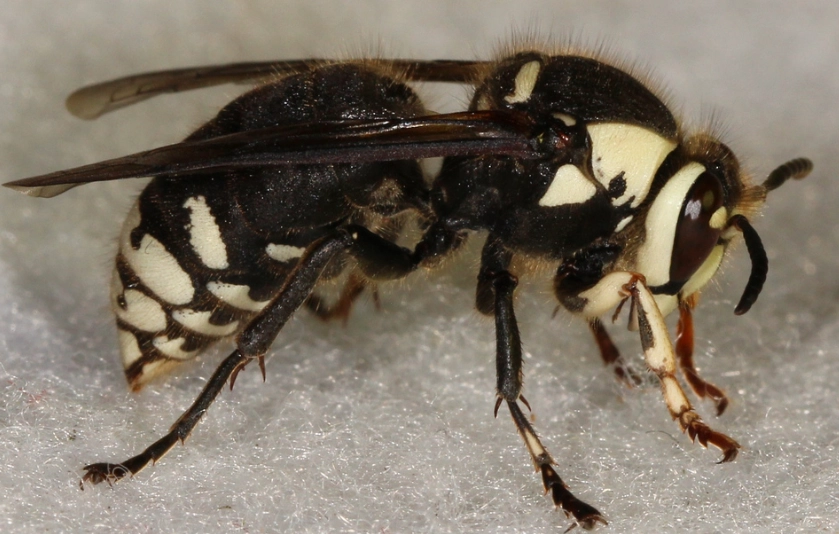 how to get rid of hornets