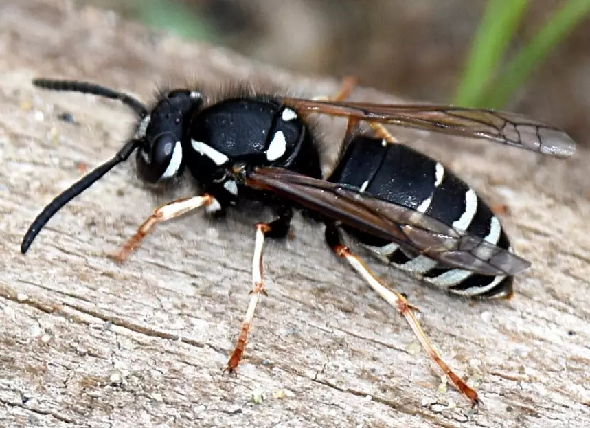 Black and White Hornet: Identification, Risks, and Safe Removal