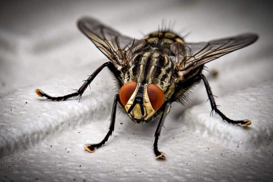 how to get rid of house flies how to get rid of house flies