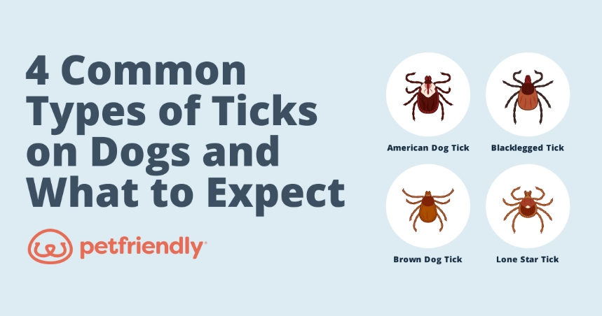 how to prevent ticks on dogs