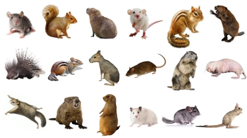 types of rodents
