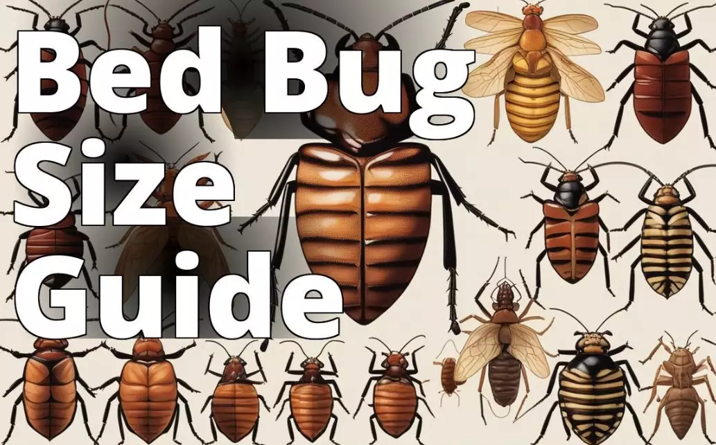 bed bug size bed bug size