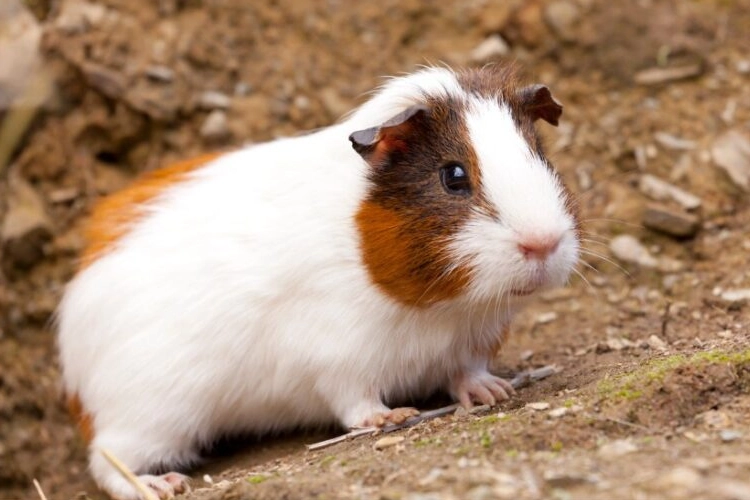 rodent identification