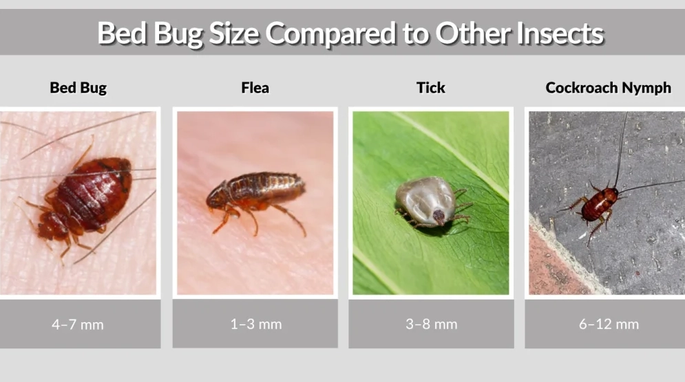 adult bed bug length adult bed bug length