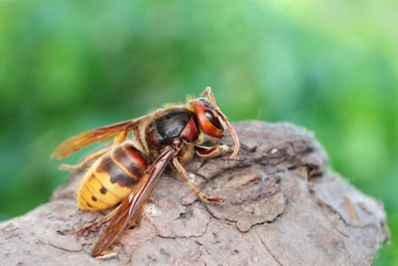 european hornet sting