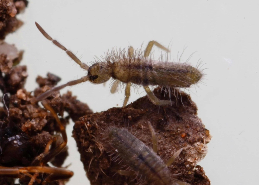 springtail identification
