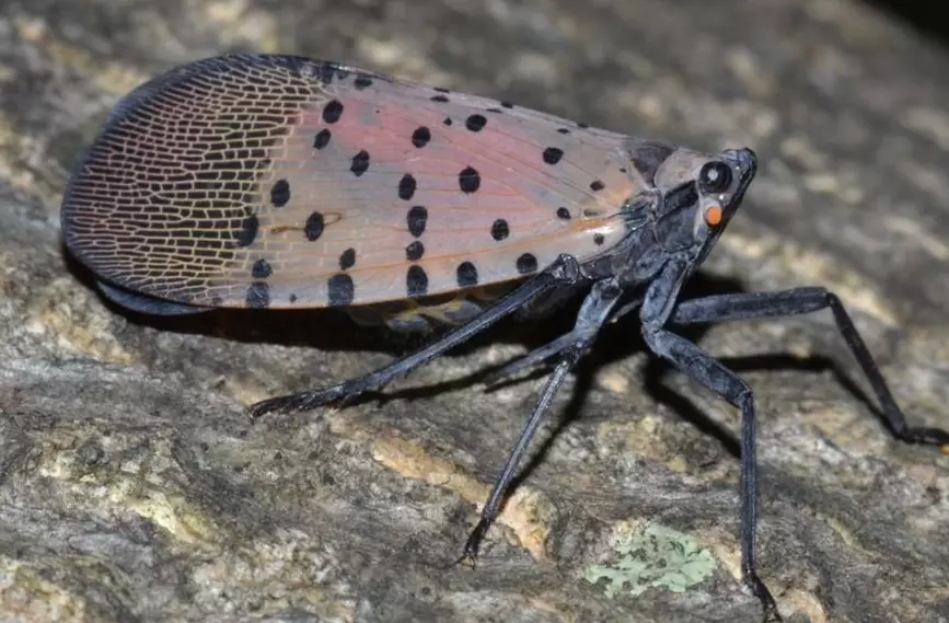 black and white spotted bugs