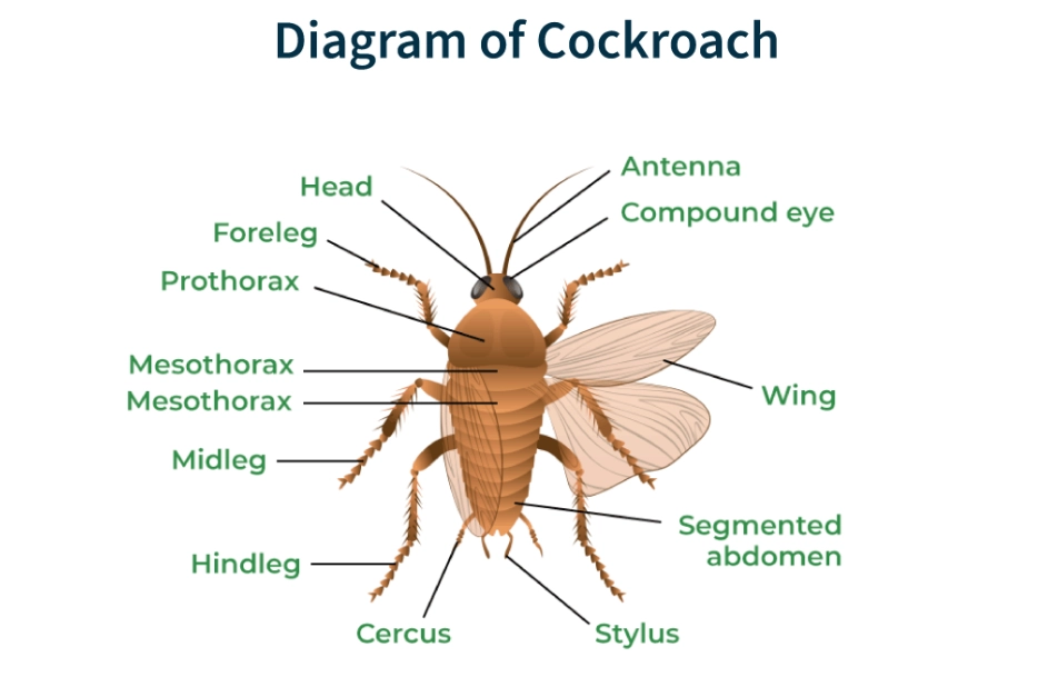 how to identify cockroach infestation