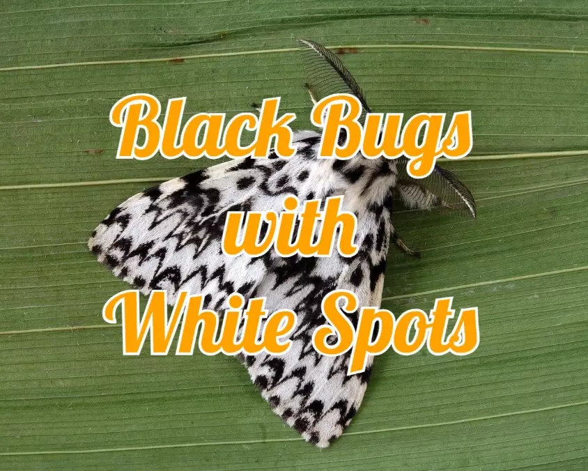 black and white spotted bugs