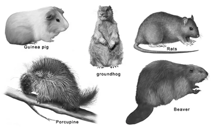 common rodents