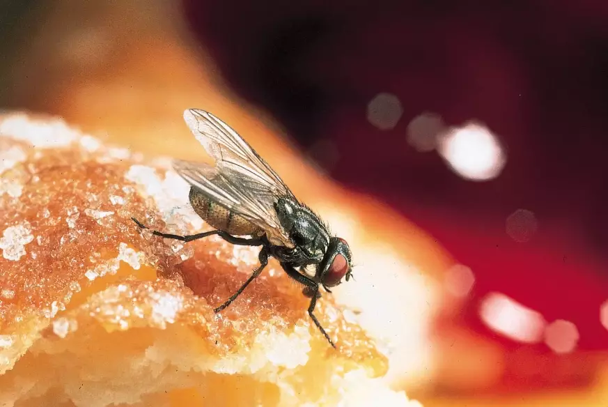 how to get rid of house flies how to get rid of house flies