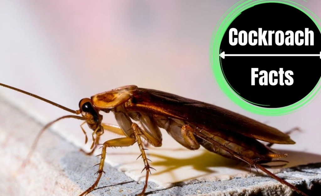 cockroach survival traits