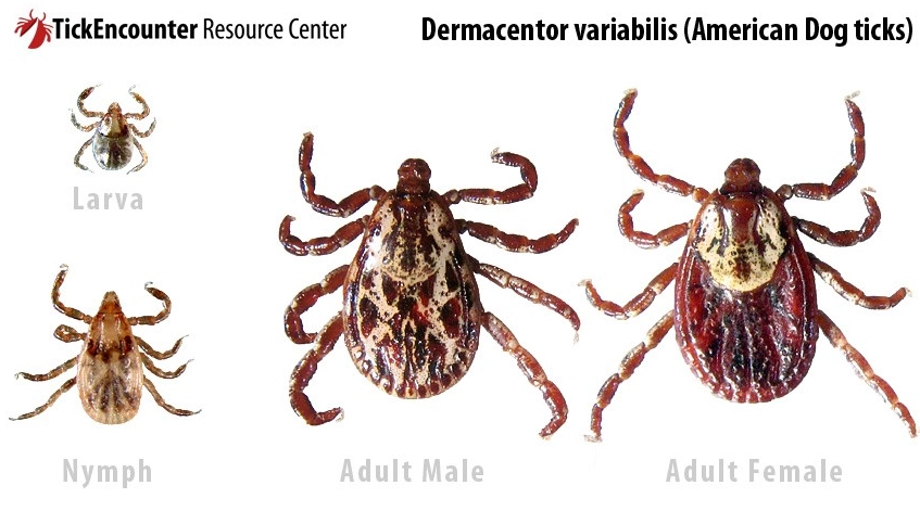 Dog Tick Guide: Identification, Prevention, and Safe Removal