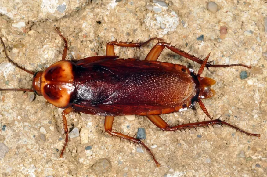 landlord responsibility for pests