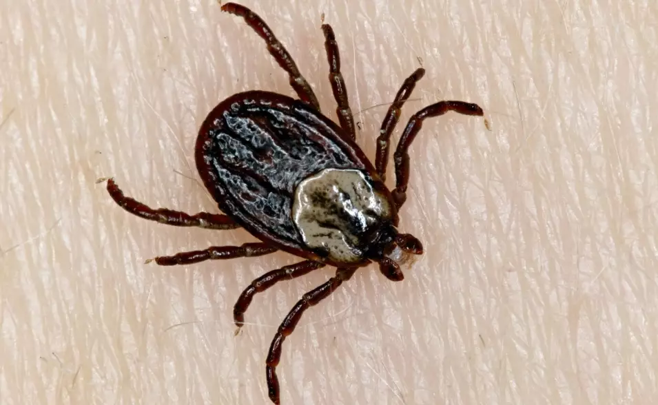 tick classification