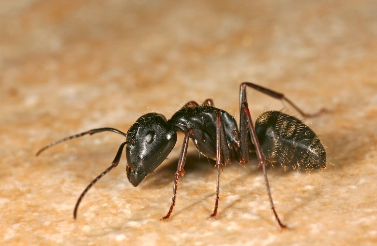 how to get rid of big black ants