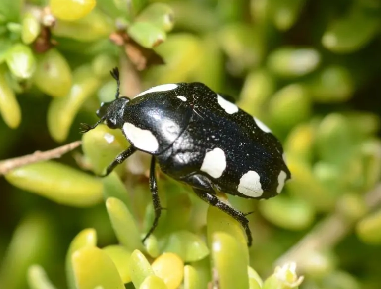 spotted garden pests