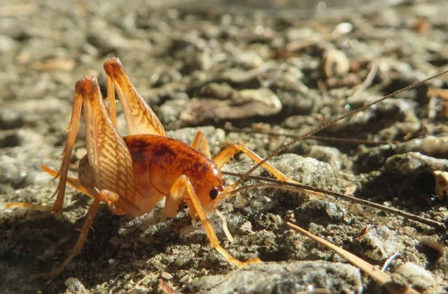 camel back cricket identification