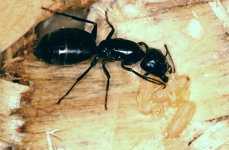 Big Black Ants in House? How to Identify, Prevent, and Eliminate Them