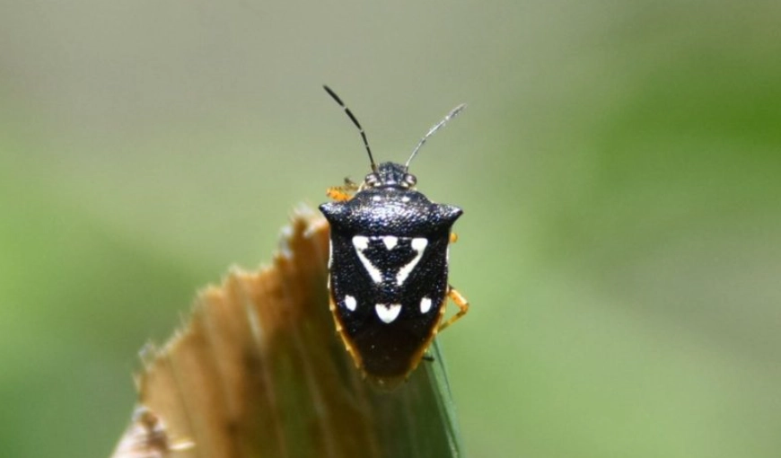 cucumber beetle control
