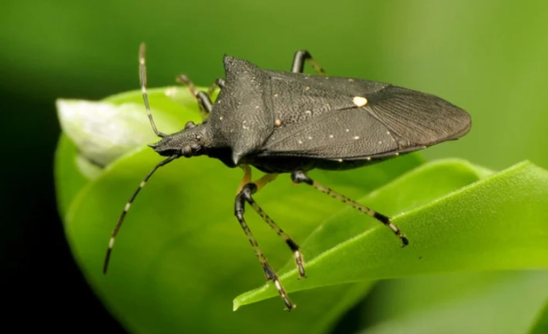 how to get rid of stink bugs how to get rid of stink bugs