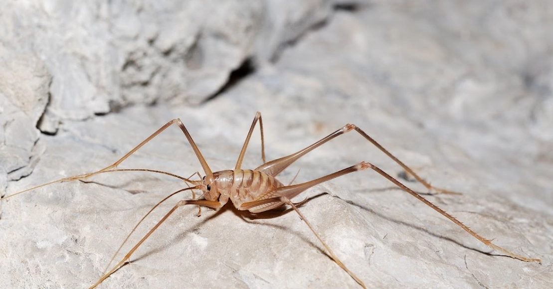 camel back cricket infestation