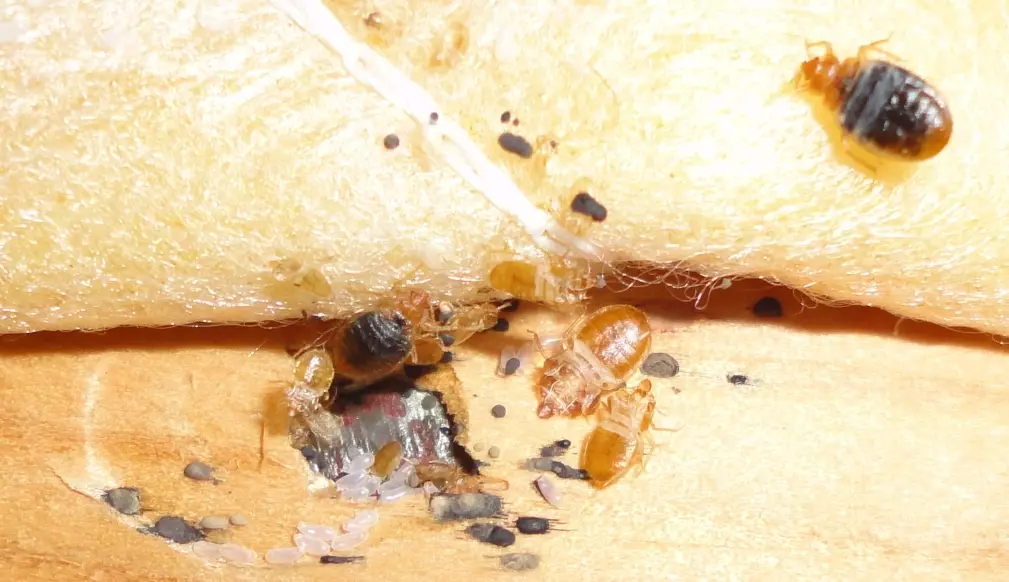 how to get rid of bed bugs how to get rid of bed bugs
