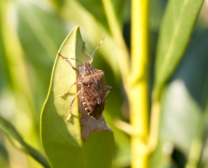 brown marmorated stink bug