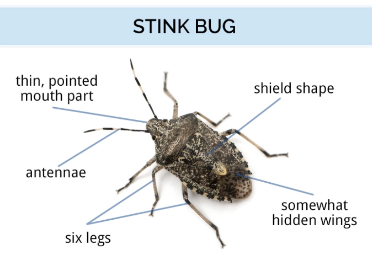 what does a stink bug look like