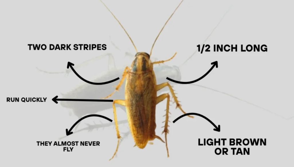 german roach vs american roach