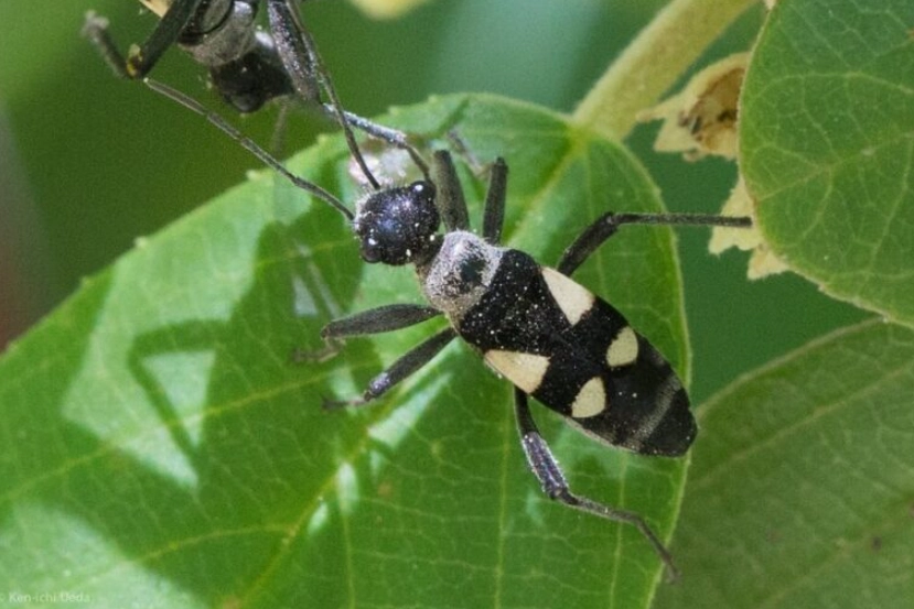 black and white spotted beetle