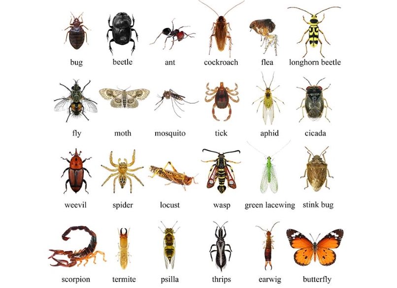 common household insects