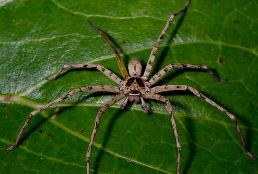 spider bite treatment