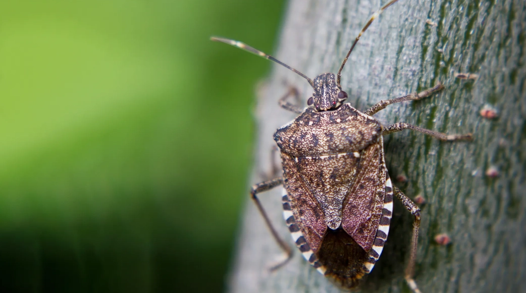 smelly insects in house smelly insects in house