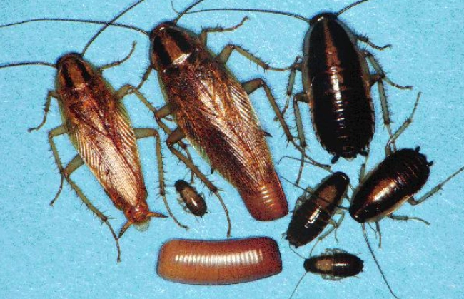 german roach vs american roach