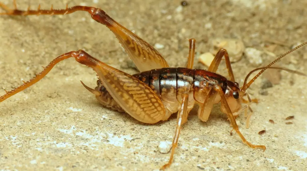 camel back cricket identification