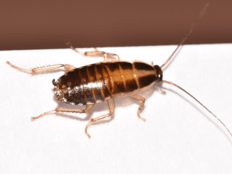 german cockroach identification