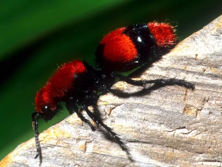 carpenter ant identification