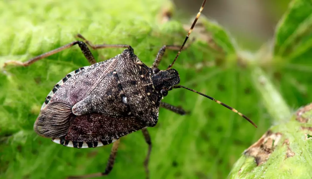 stink bugs