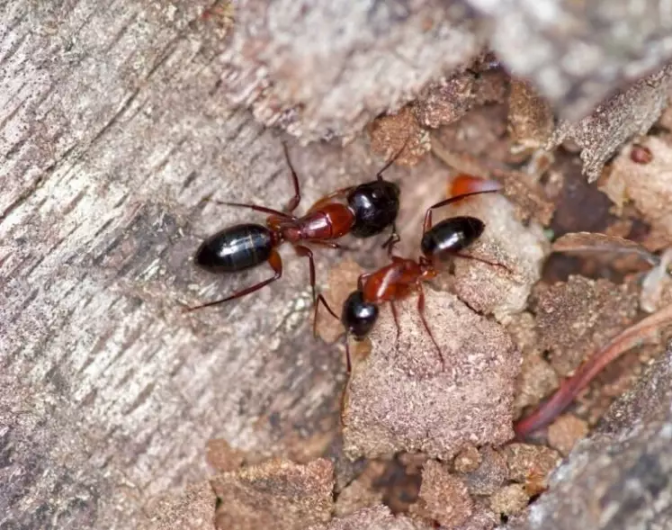 Giant Red and Black Ant: Identification, Ecology, and Control Guide
