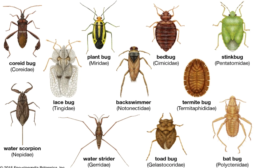 common household insects