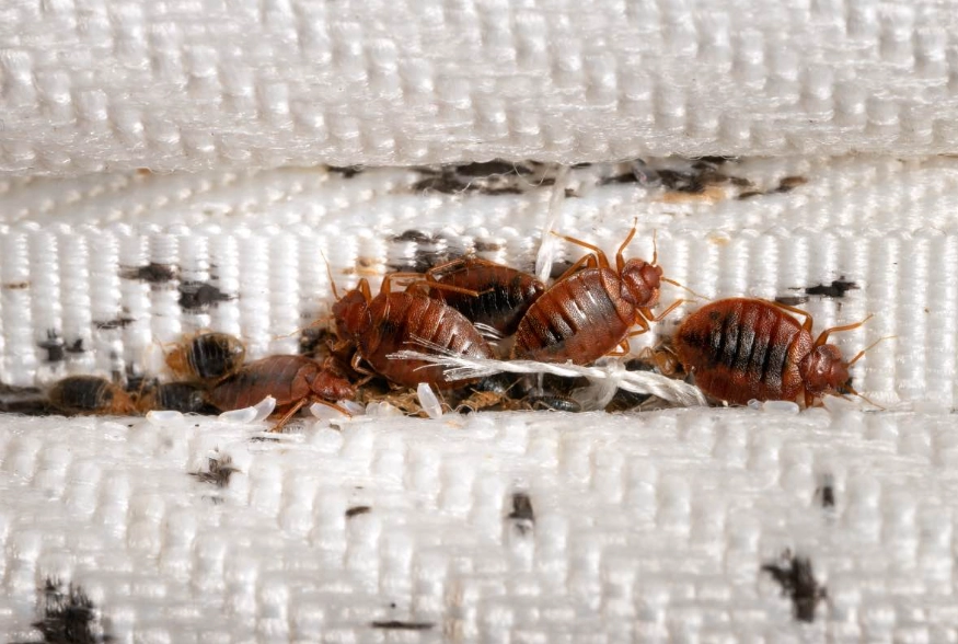 bed bug bites bed bug bites